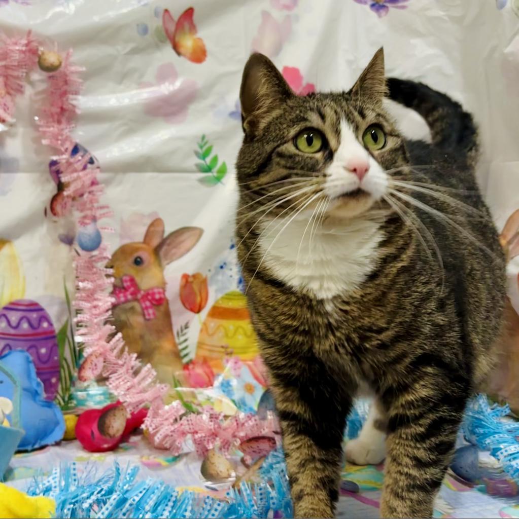 Enlarge Princess, a Adoptable Domestic Short Hair in Easton, PA image 2/6