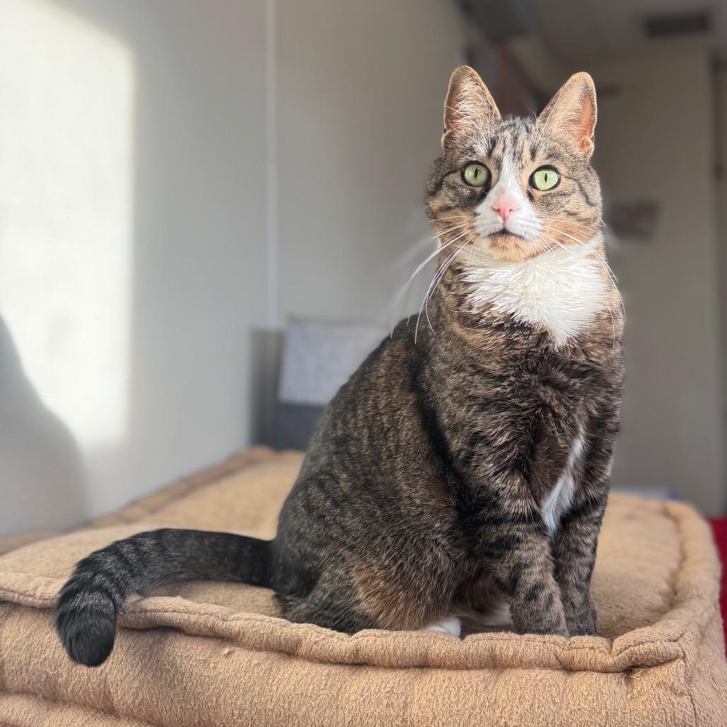 Enlarge Princess, a Adoptable Domestic Short Hair in Easton, PA image 4/6