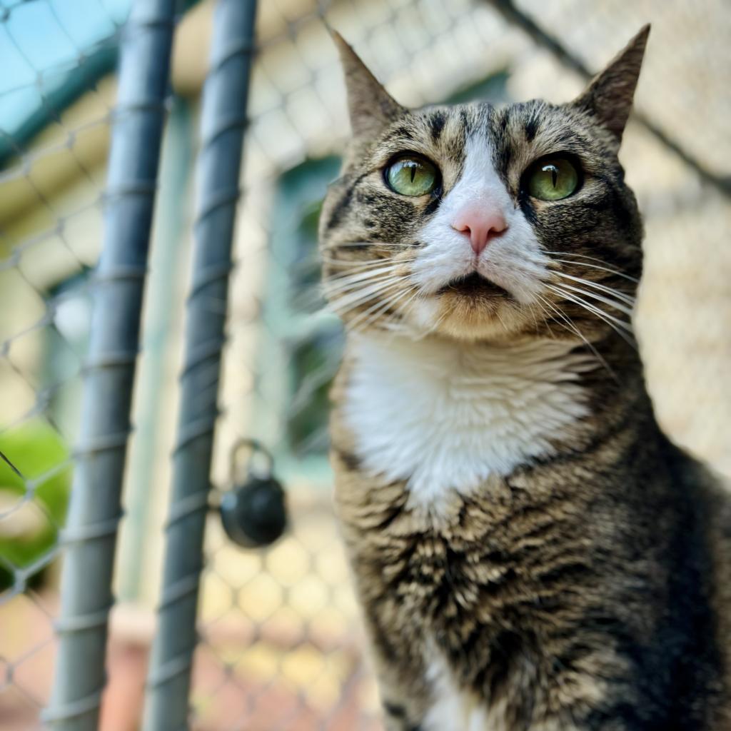Enlarge Princess, a Adoptable Domestic Short Hair in Easton, PA image 5/6