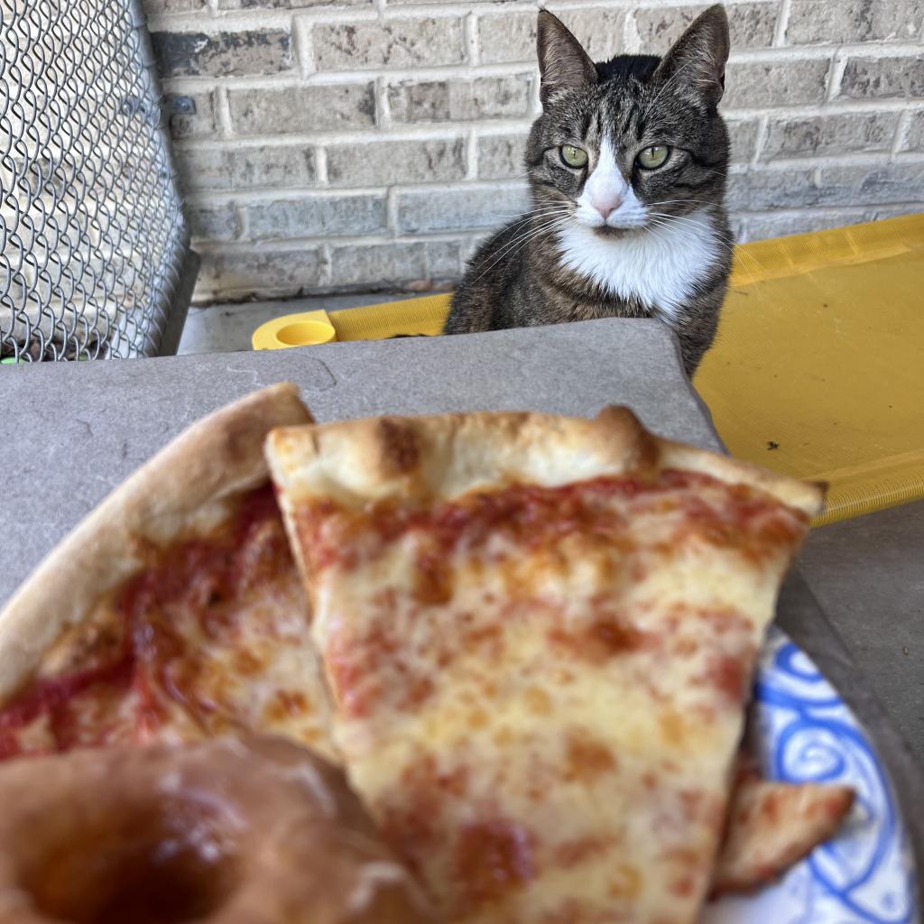 Enlarge Princess, a Adoptable Domestic Short Hair in Easton, PA image 6/6