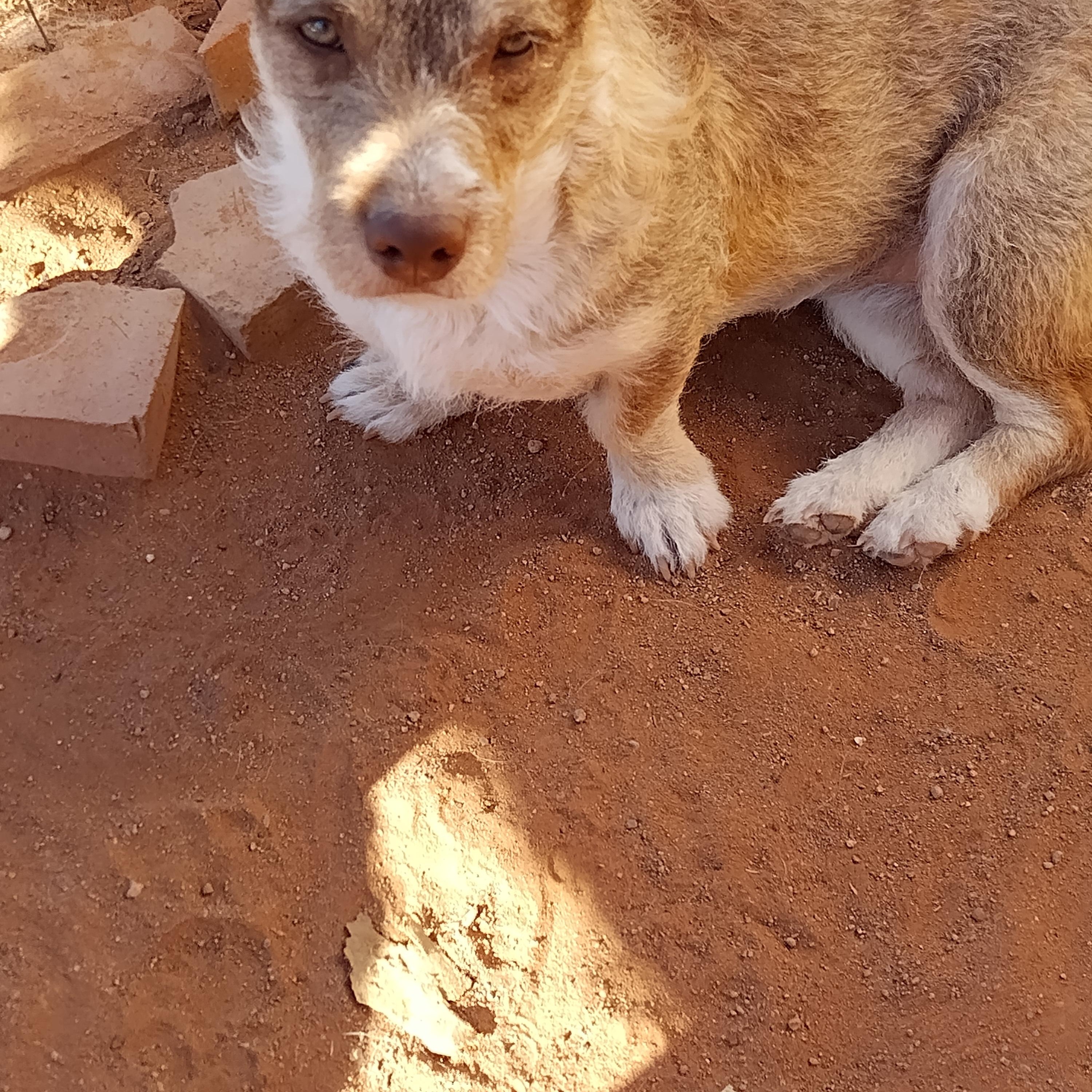 Esmeralda, a ADOPTABLE mixed breed in El Paso, TX image 2/4