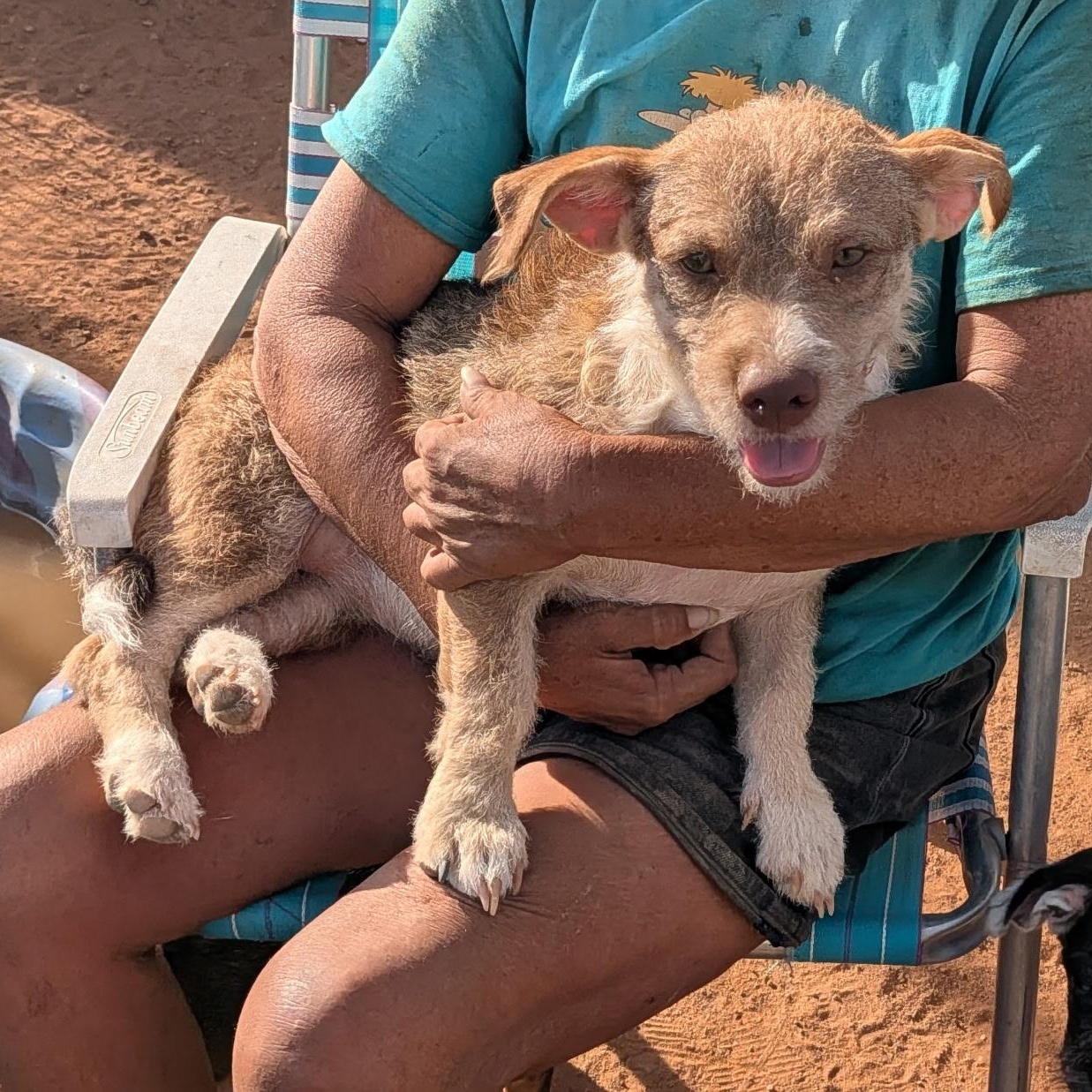 Enlarge Esmeralda, a Adoptable mixed breed in El Paso, TX image 1/5