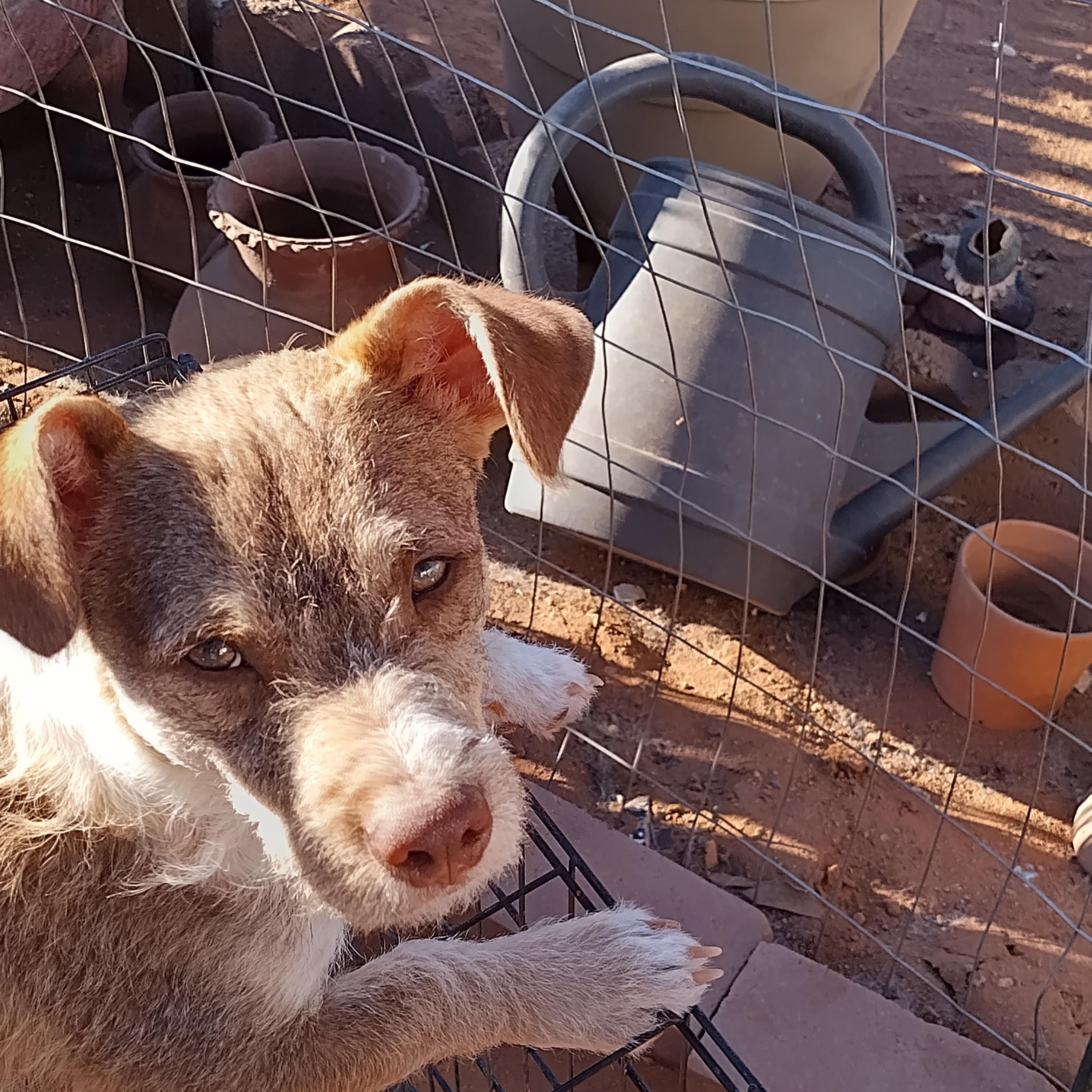 Esmeralda, a ADOPTABLE mixed breed in El Paso, TX image 1/4
