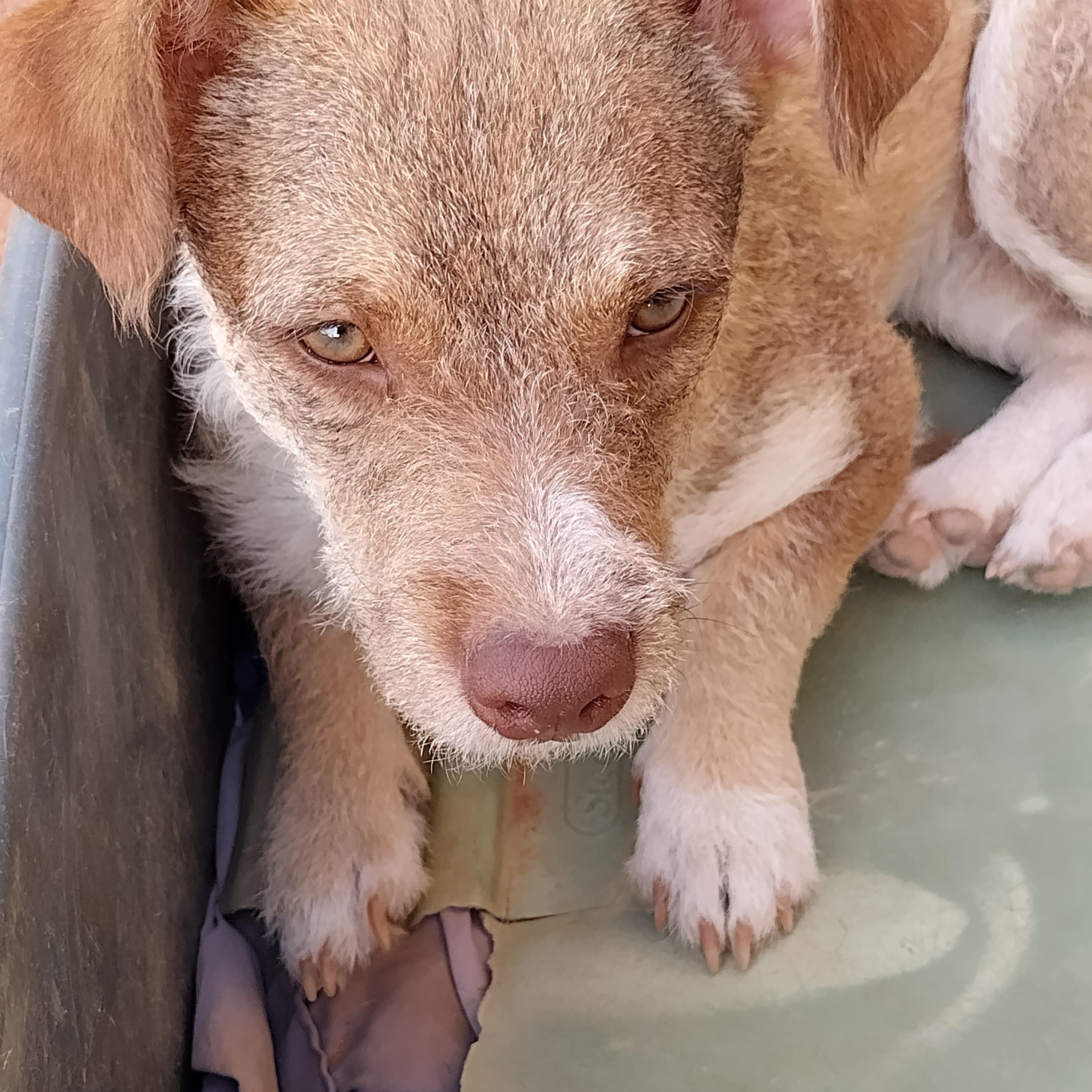 Enlarge Esmeralda, a ADOPTABLE mixed breed in El Paso, TX image 5/5