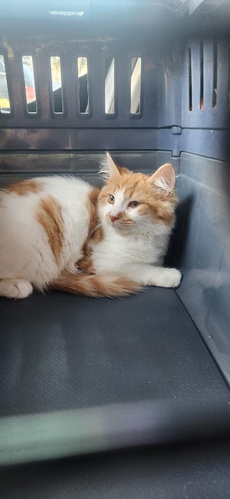 James aka Atlas, Adopted, Kitten Male Domestic Short Hair.