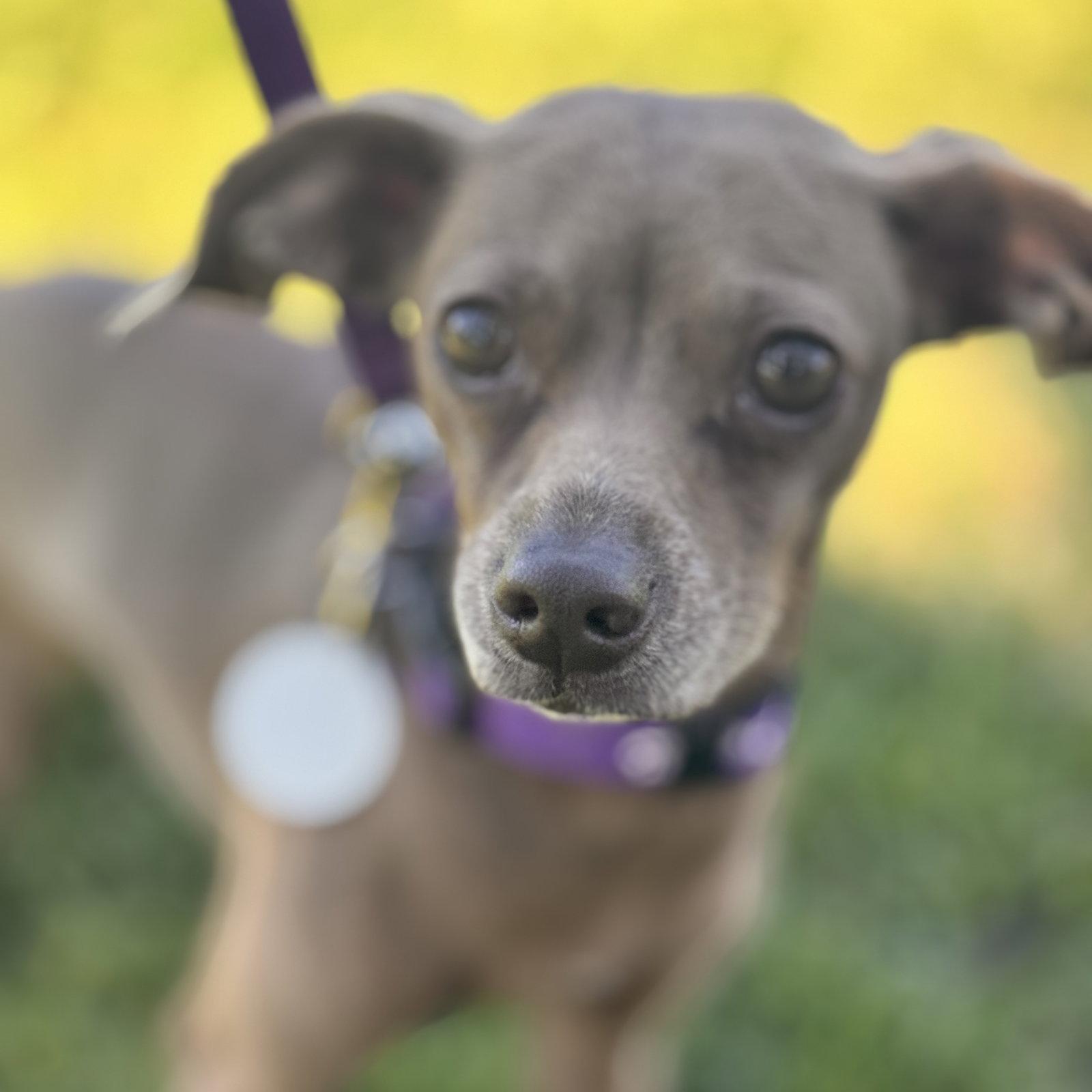 *Hazel Green, Adoptable, Adult Female Italian Greyhound & Chihuahua.