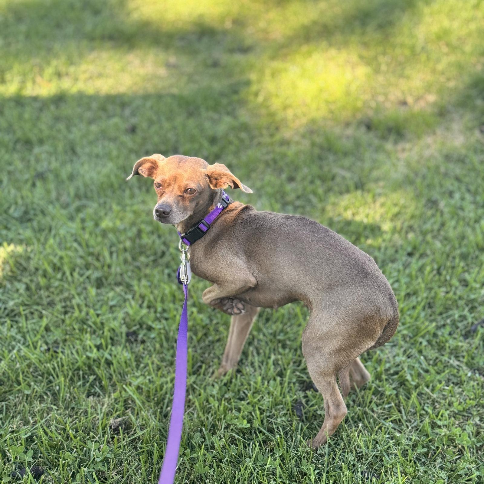 Enlarge *Hazel Green, a Adoptable mixed breed in Pittsburg, CA image 2/3