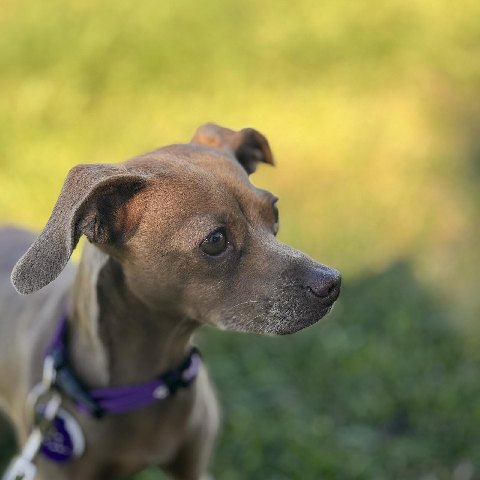 Enlarge *Hazel Green, a Adoptable mixed breed in Pittsburg, CA image 3/3