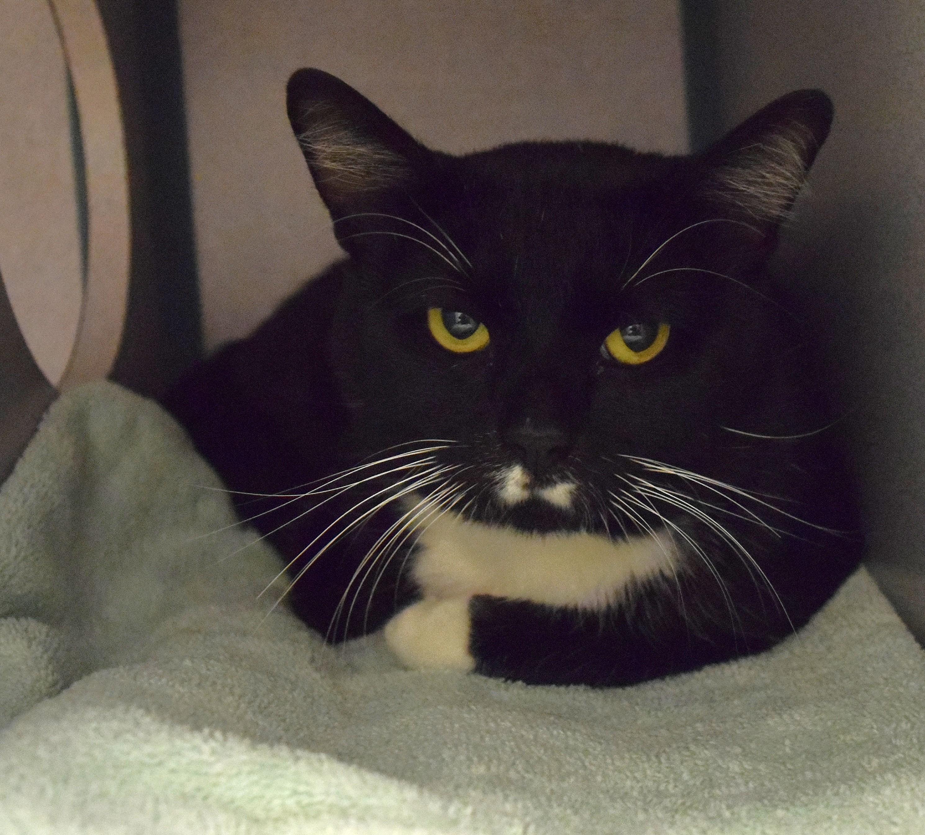 22405, ADOPTABLE, Adult Male Domestic Short Hair.