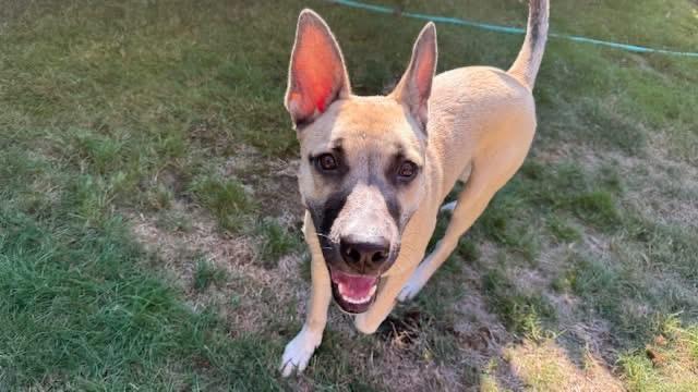 Shirley, adoptable, Young Female Belgian Shepherd / Malinois.