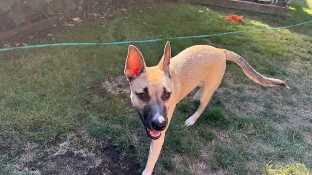 Shirley, an adoptable mixed breed in Puyallup, WA image 2/3