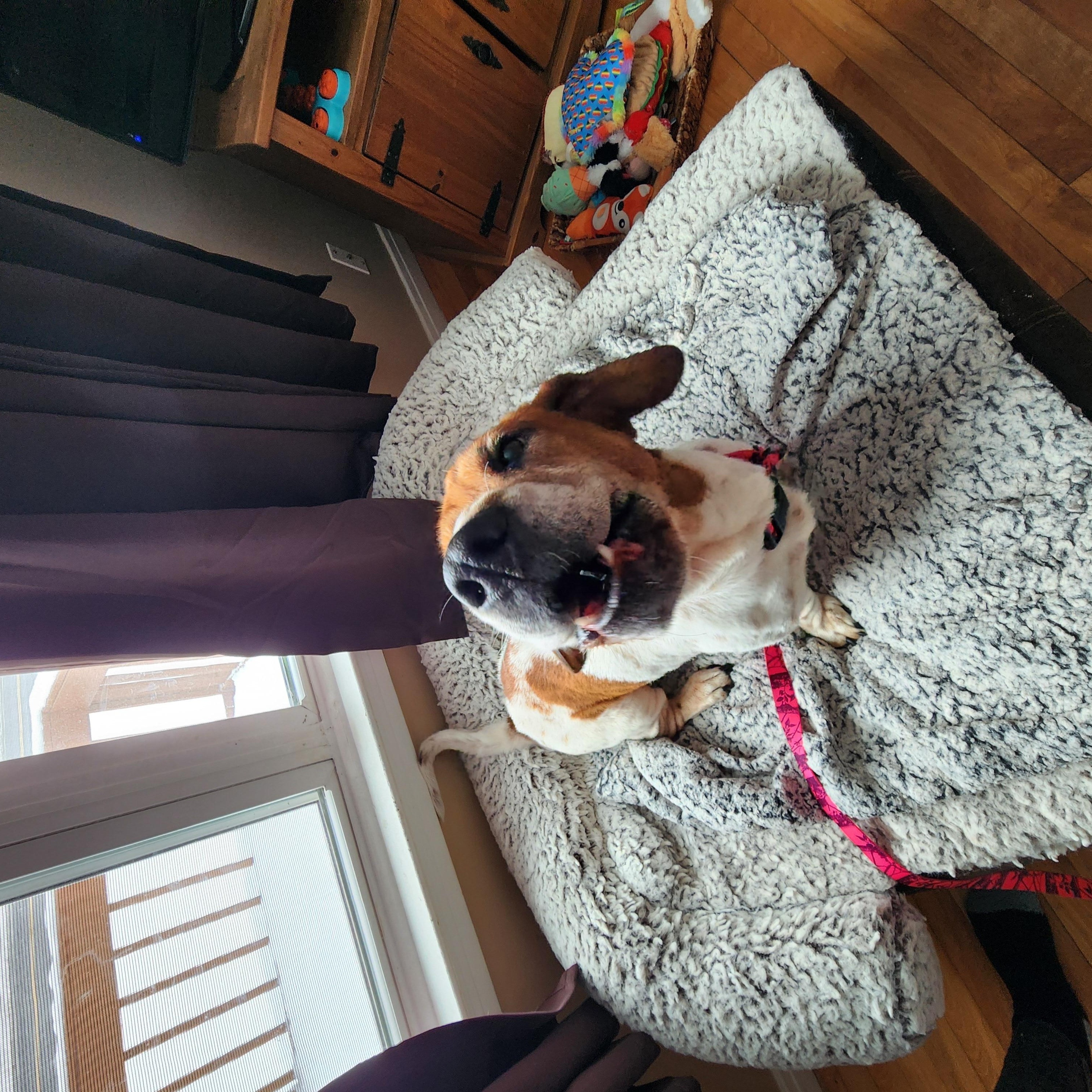 Enlarge Lucy Lu, a Adopted mixed breed in LIVERPOOL, NY image 1/4