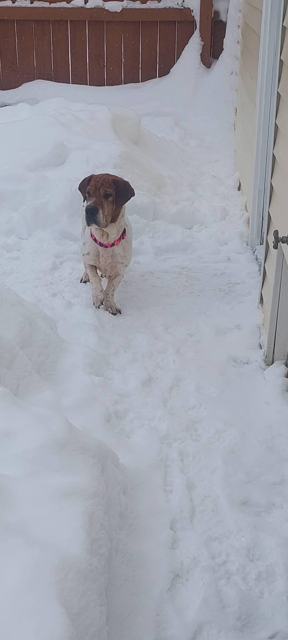 Enlarge Lucy Lu, a Adopted mixed breed in LIVERPOOL, NY image 2/4