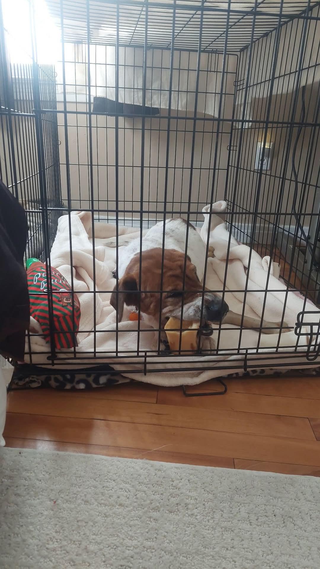 Enlarge Lucy Lu, a Adopted mixed breed in LIVERPOOL, NY image 3/4