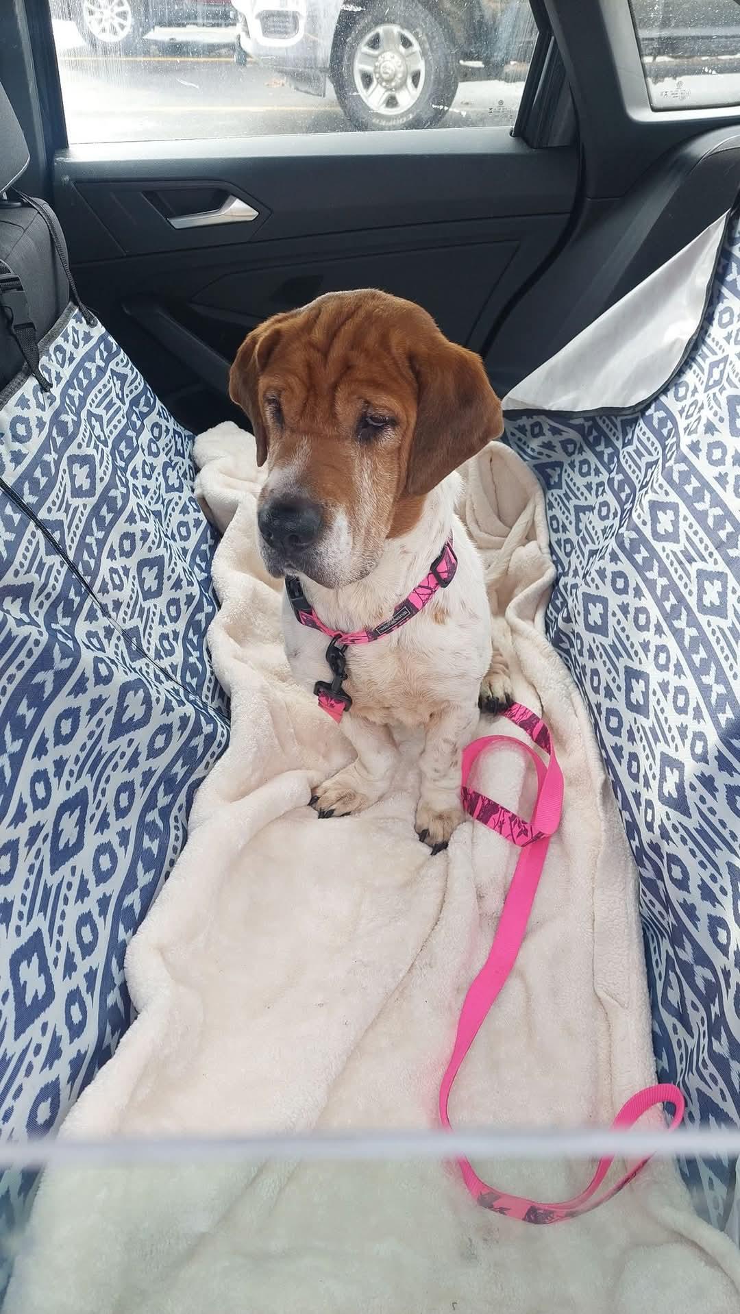 Enlarge Lucy Lu, a Adopted mixed breed in LIVERPOOL, NY image 4/4