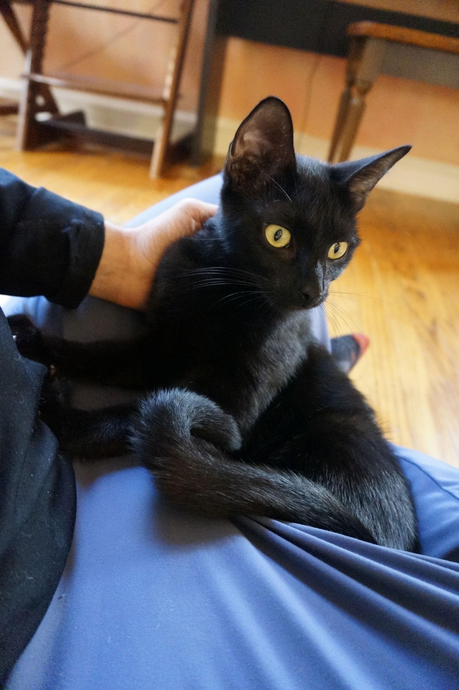 Enlarge Mellow Cup, a Adoptable Domestic Short Hair in Broomall, PA image 1/2