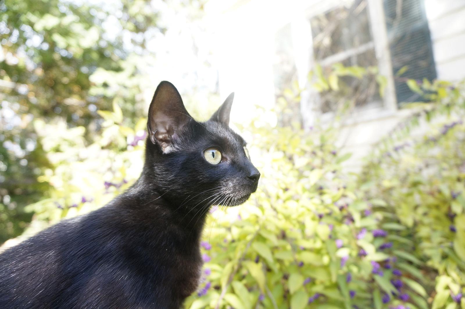 Enlarge Mellow Cup, a Adoptable Domestic Short Hair in Broomall, PA image 2/2