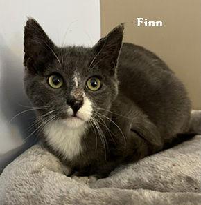 Finn, Adoptable, Kitten Male Domestic Short Hair.