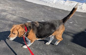 Enlarge Onyx, a ADOPTABLE Beagle in West Decatur, PA image 6/6