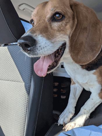 Enlarge Onyx, a ADOPTABLE Beagle in West Decatur, PA image 4/6