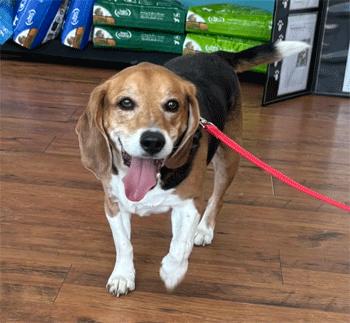 Enlarge Onyx, a ADOPTABLE Beagle in West Decatur, PA image 1/6