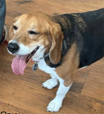 Enlarge Onyx, a ADOPTABLE Beagle in West Decatur, PA image 2/6