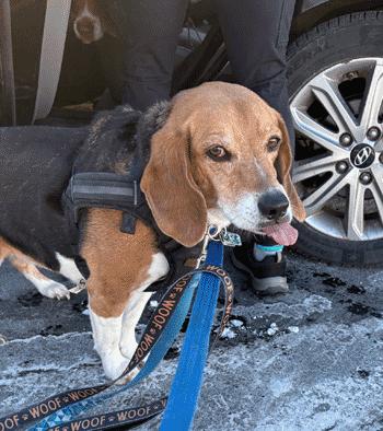 Enlarge Onyx, a ADOPTABLE Beagle in West Decatur, PA image 5/6