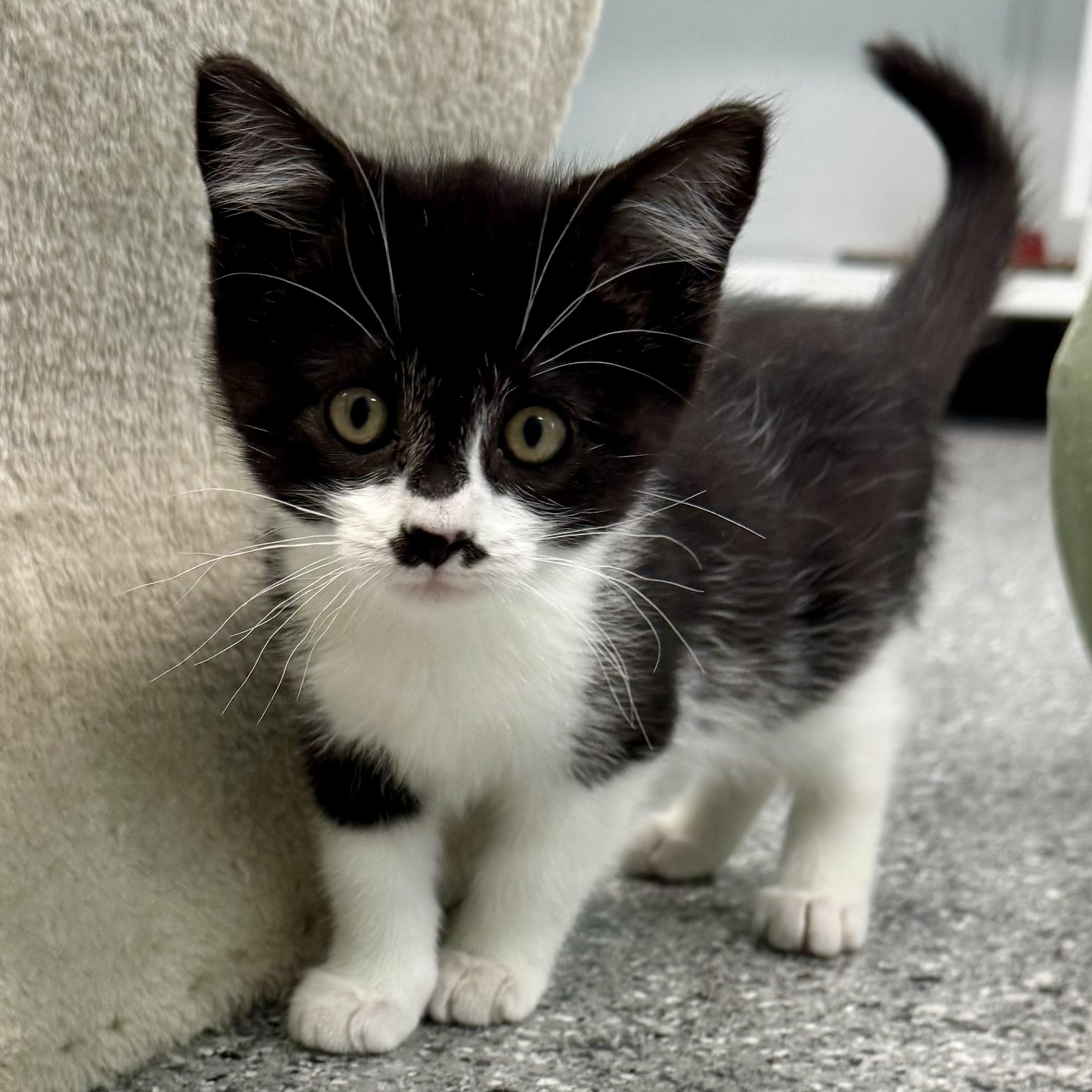 Enlarge Charlie, a Adoptable mixed breed in Morris, MN image 1/2