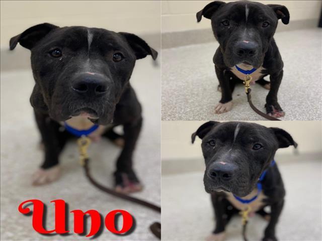 UNO, Adoptable, Adult Male Pit Bull Terrier & Mixed Breed.
