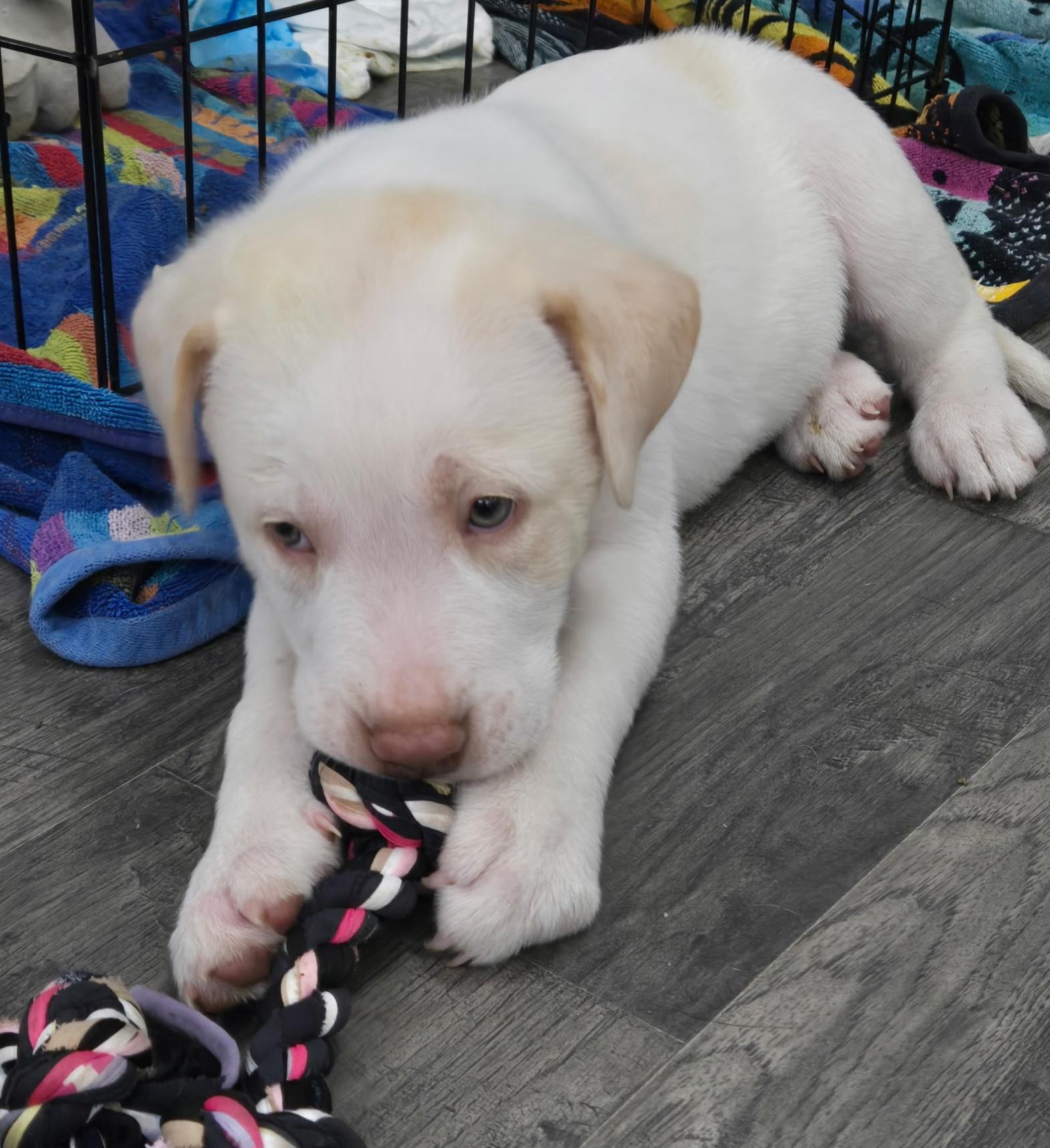Enlarge Snowman, a ADOPTABLE mixed breed in Kannapolis, NC image 2/2