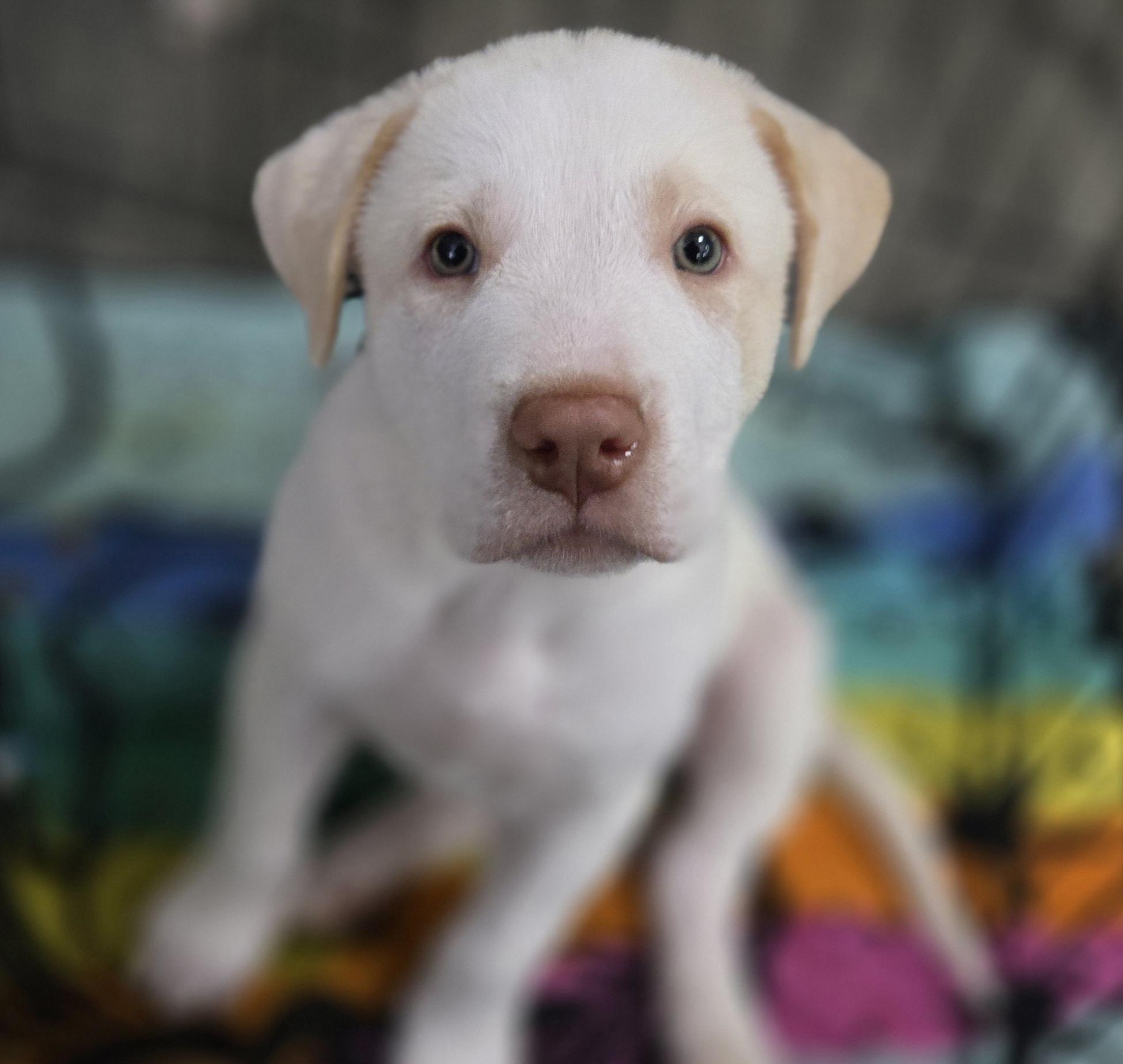 Enlarge Snowman, a ADOPTABLE mixed breed in Kannapolis, NC image 1/2