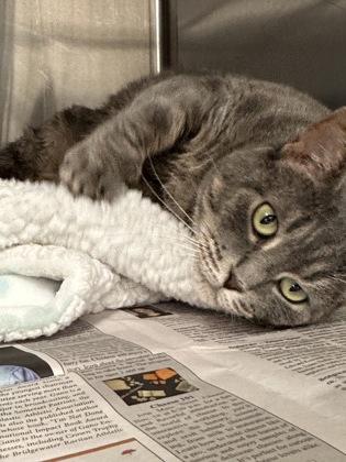 Silvia, Adoptable, Adult Female Domestic Short Hair & Domestic Short Hair.