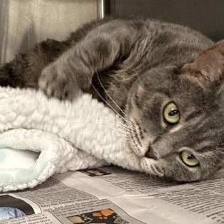 Enlarge Silvia, a Adoptable mixed breed in Bridgewater, NJ image 1/1