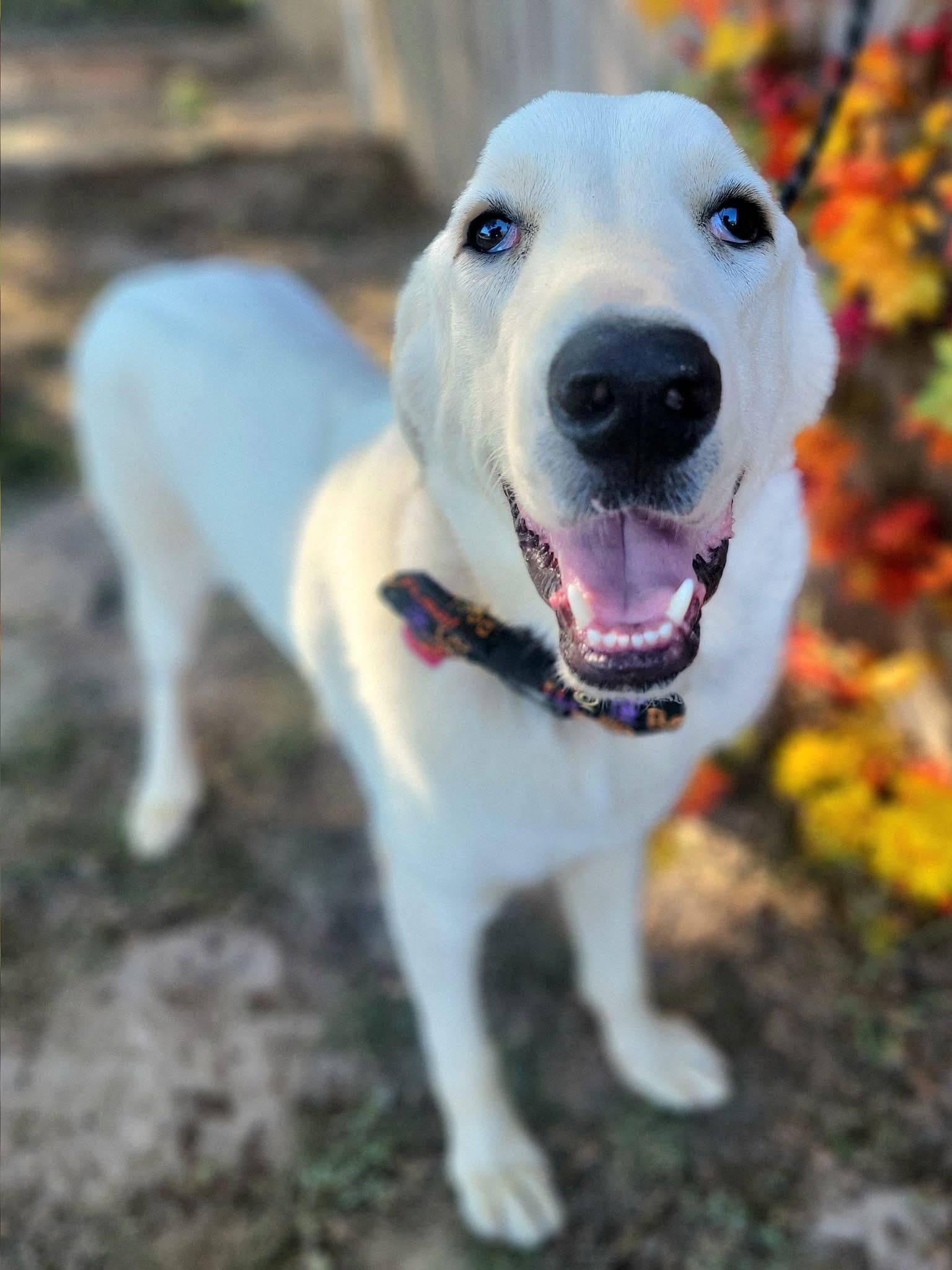 Enlarge Wally , a ADOPTABLE mixed breed in Mendham, NJ image 4/4
