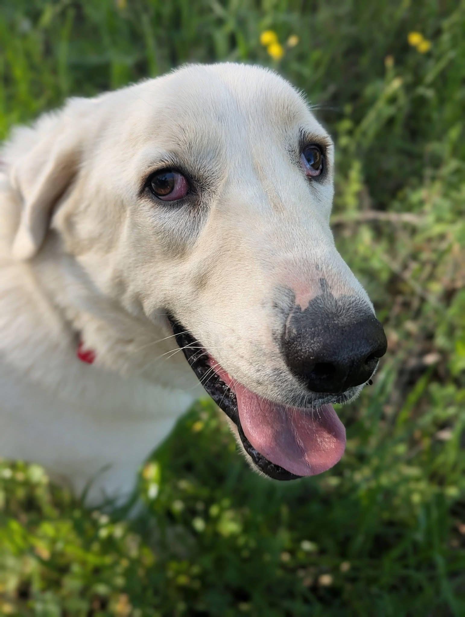 Enlarge Wally , a ADOPTABLE mixed breed in Mendham, NJ image 1/4