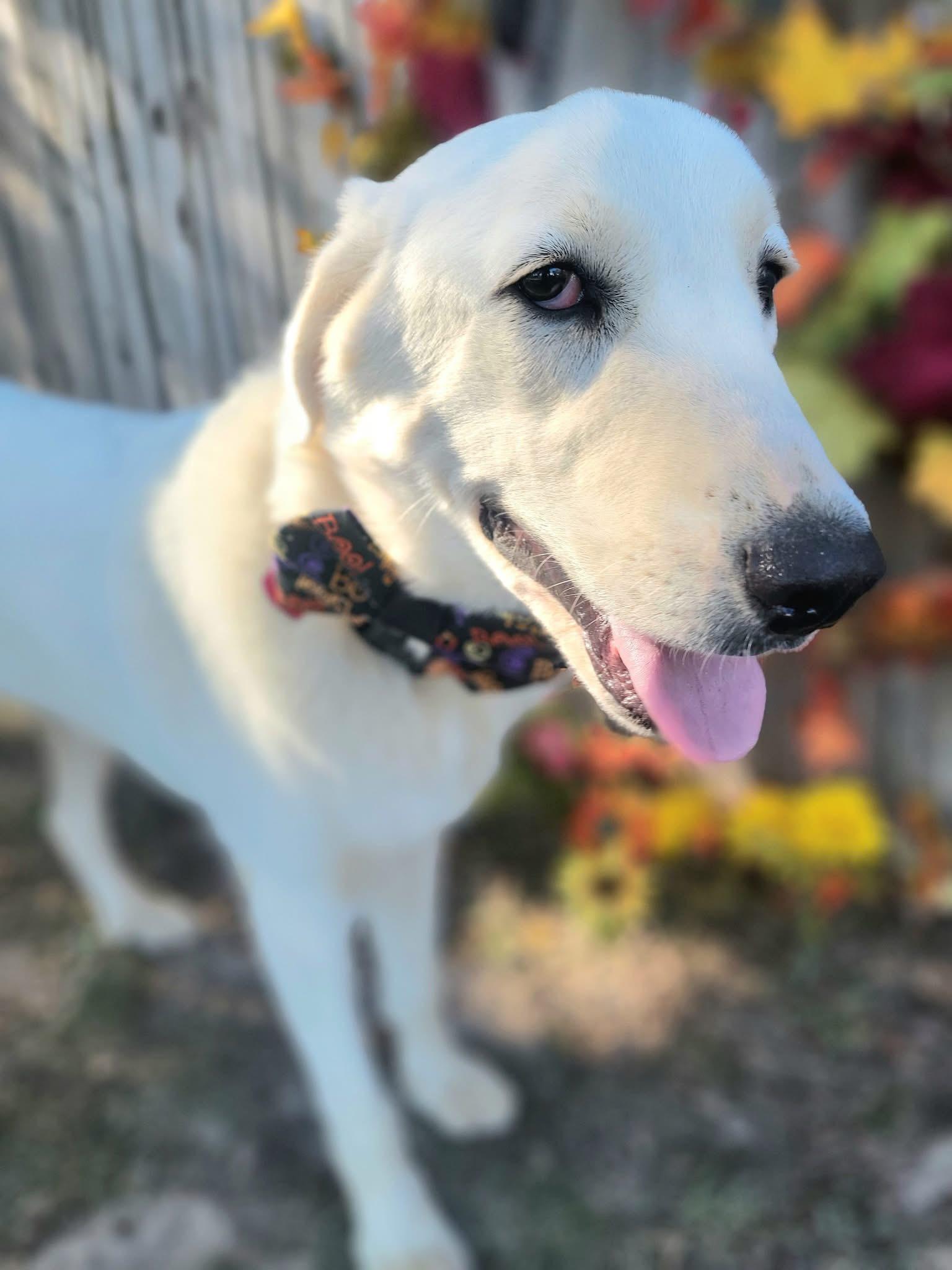 Enlarge Wally , a ADOPTABLE mixed breed in Mendham, NJ image 3/4