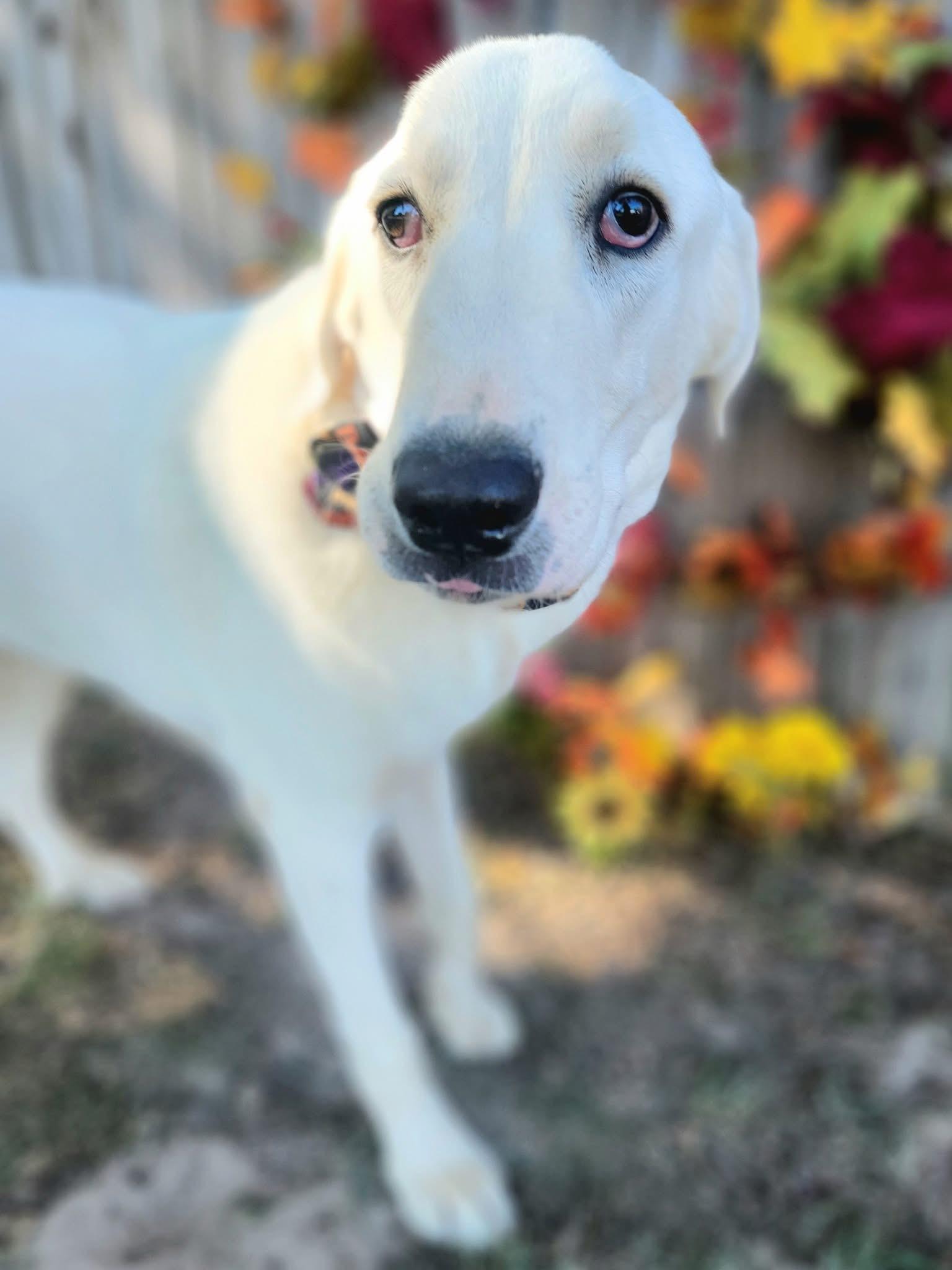 Enlarge Wally , a ADOPTABLE mixed breed in Mendham, NJ image 2/4