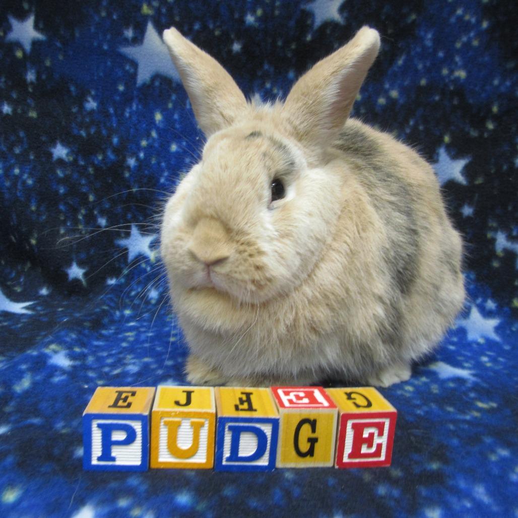 Pudge, Adoptable, Young Female Harlequin.