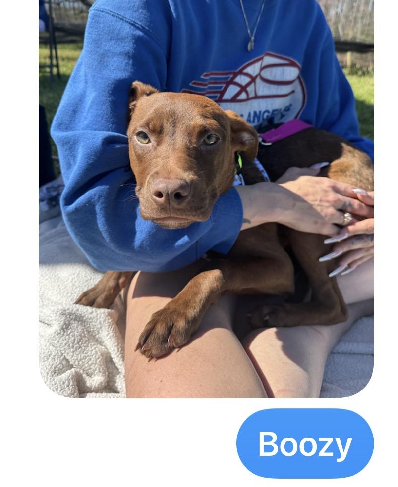 Enlarge 5 Puppies Male & Female, a ADOPTABLE mixed breed in atlanta, GA image 2/6