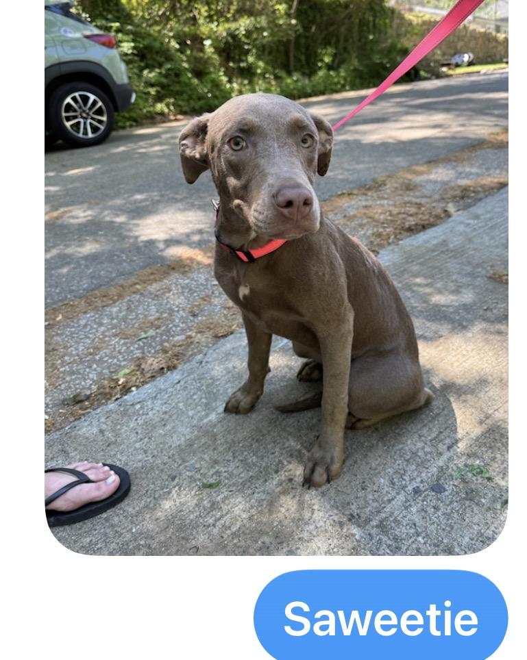 Enlarge 5 Puppies Male & Female, a ADOPTABLE mixed breed in atlanta, GA image 5/6