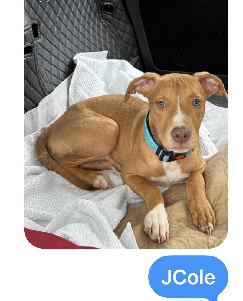 Enlarge 5 Puppies Male & Female, a ADOPTABLE mixed breed in atlanta, GA image 3/6