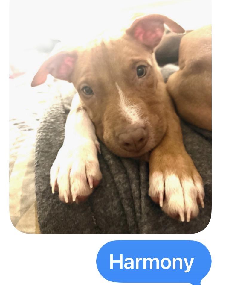 Enlarge 5 Puppies Male & Female, a ADOPTABLE mixed breed in atlanta, GA image 6/6