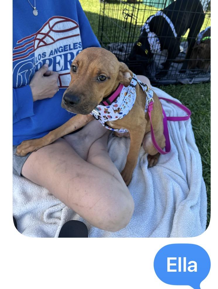 Enlarge 5 Puppies Male & Female, a ADOPTABLE mixed breed in atlanta, GA image 4/6