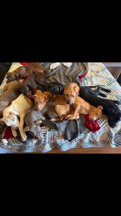 Enlarge 5 Puppies Male & Female, a ADOPTABLE mixed breed in atlanta, GA video 1/6