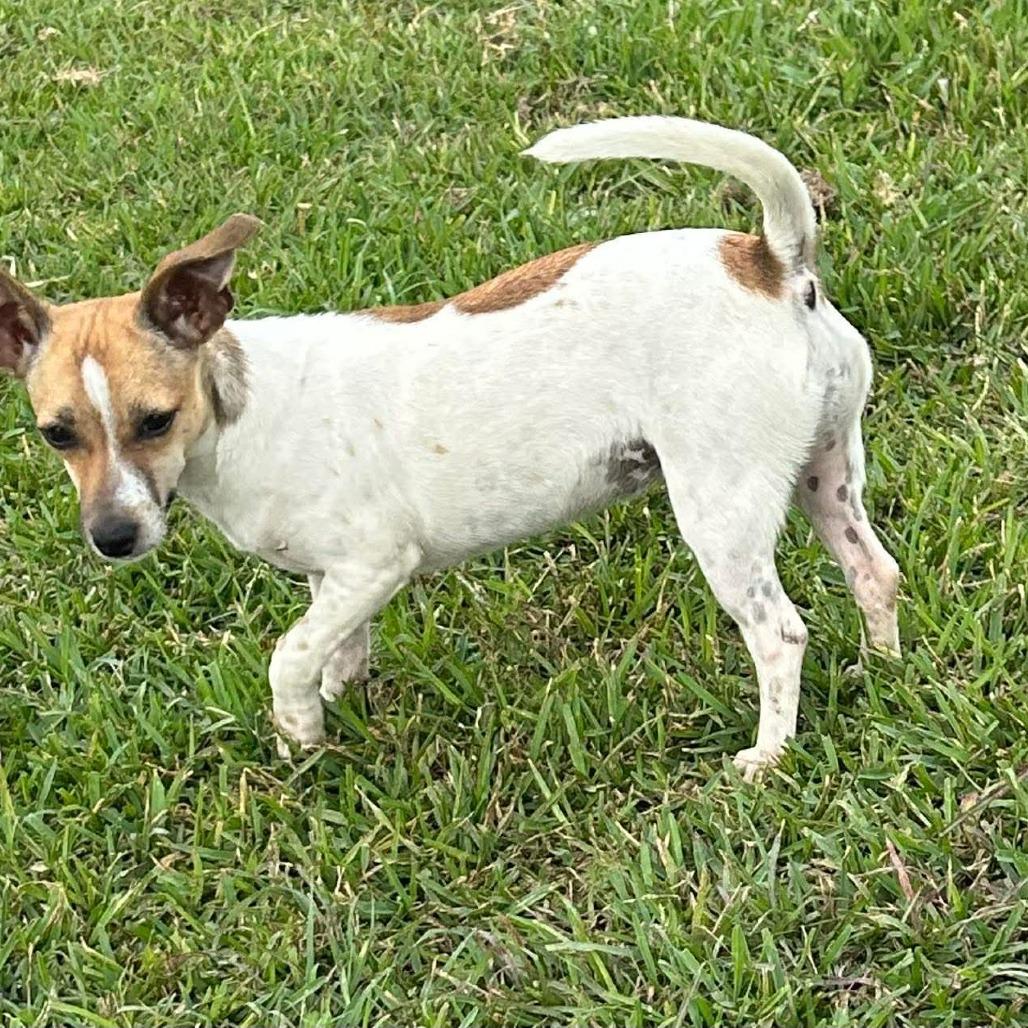 Tilley, Adoptable, Young Female Mixed Breed.