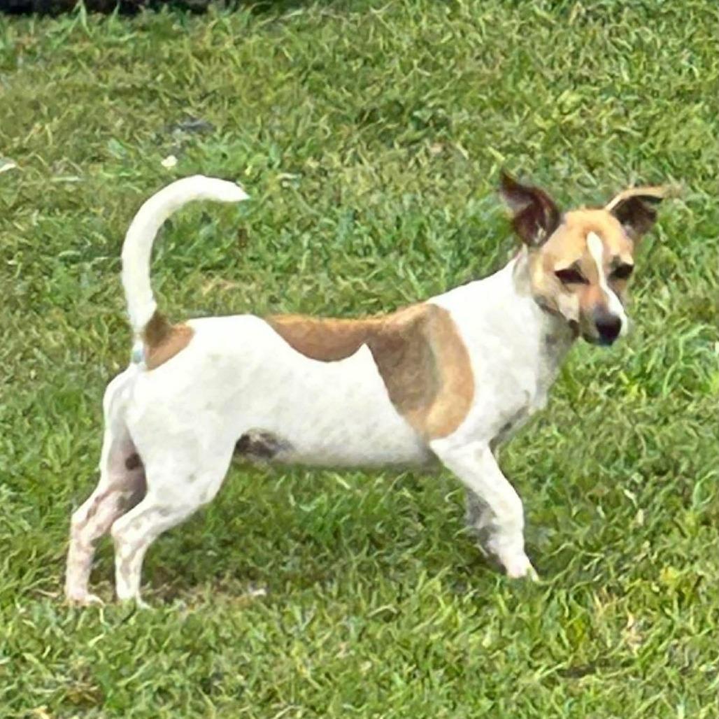 Tilley, a Adoptable Mixed Breed in Montgomery, TX image 2/5