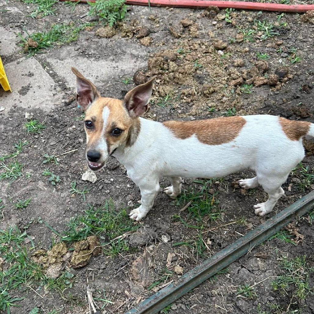 Tilley, a Adoptable Mixed Breed in Montgomery, TX image 3/5