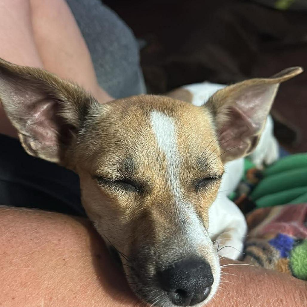 Tilley, a Adoptable Mixed Breed in Montgomery, TX image 4/5
