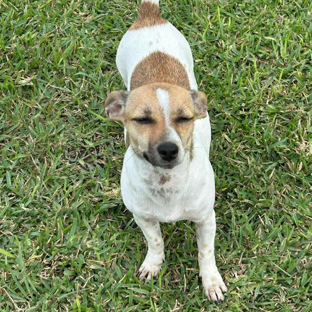 Tilley, a Adoptable Mixed Breed in Montgomery, TX image 5/5