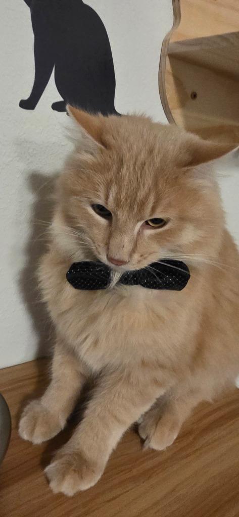 Bennett Burberry, Adoptable, Kitten Male Domestic Long Hair.